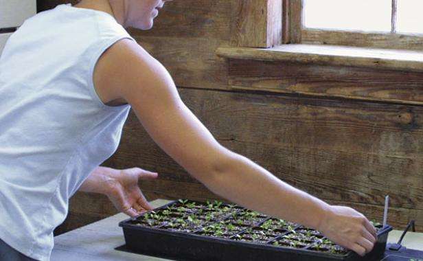 Посадка семян в грунт. 10 полезных советов по высаживанию.