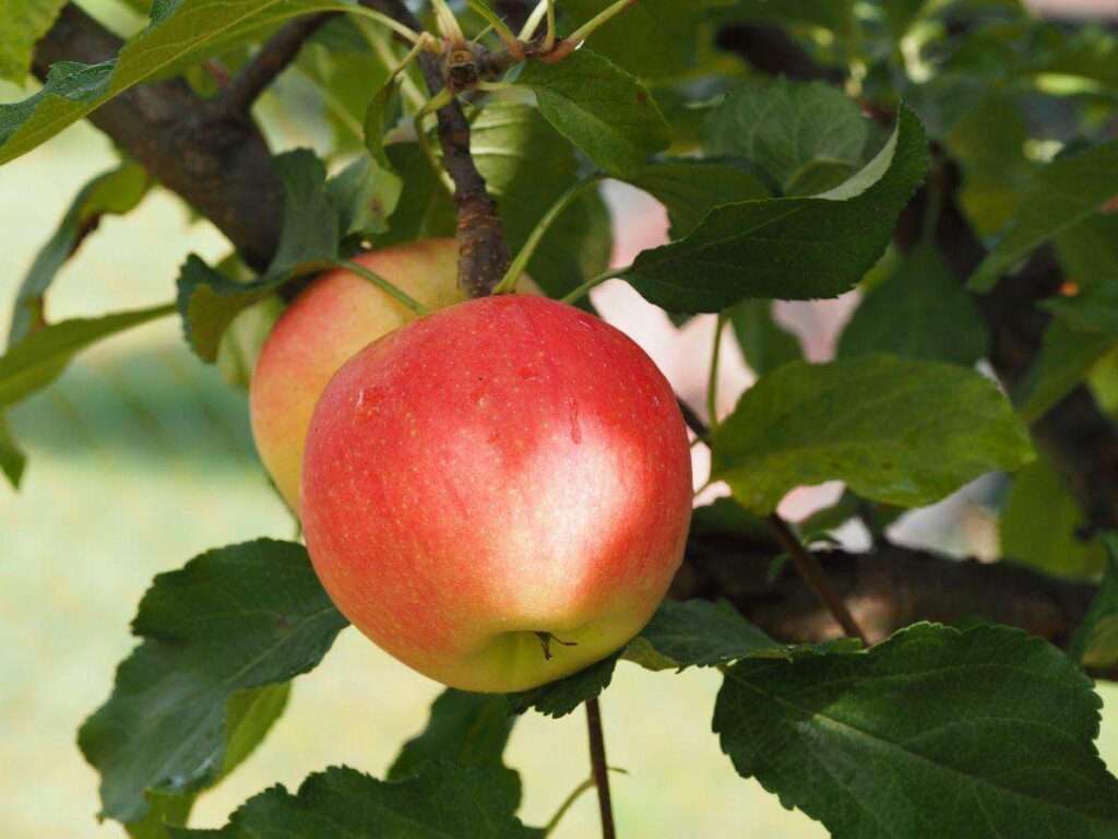 Яблоко. Полезные свойства фрукта для здоровья.