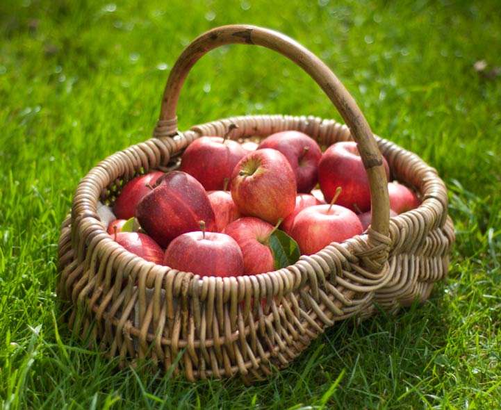 Яблоко. Полезные свойства фрукта для здоровья.